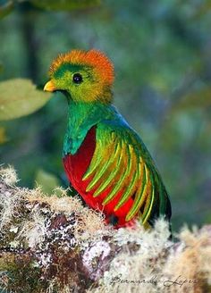 Un quetzal, un increíble despliegue de color para conquistar